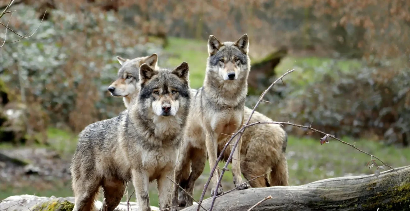 parc animalier en France.png