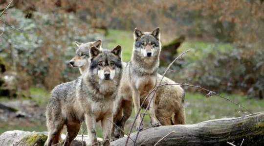 parc animalier en France.png